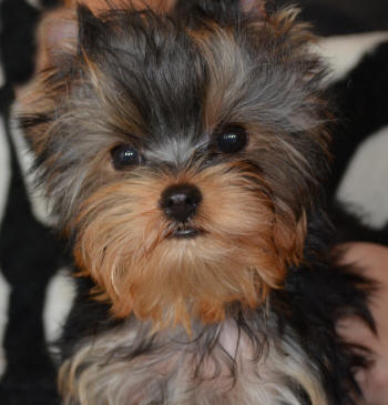 male yorkie puppie looking for a new home 